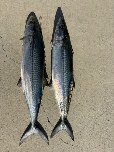 サゴシの釣果