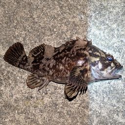 オウゴンムラソイ