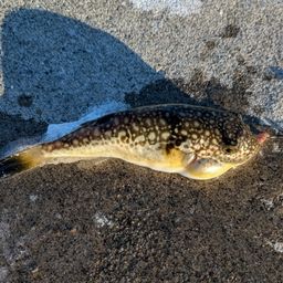 ショウサイフグ