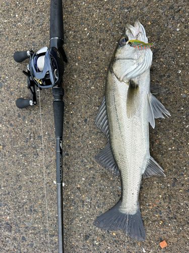 シーバスの釣果
