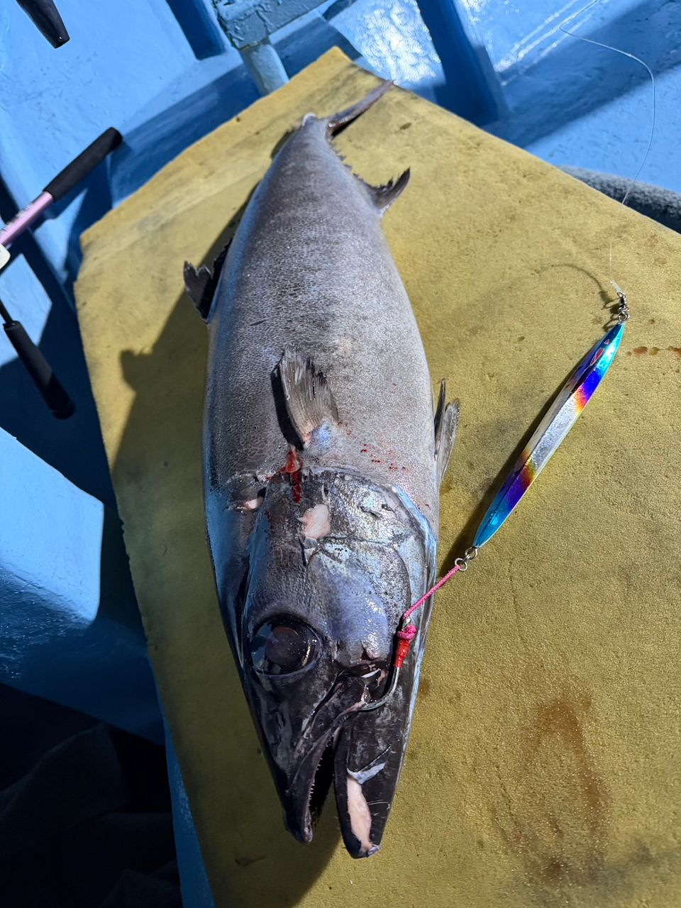 蒲焼さんの釣果 1枚目の画像