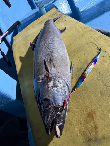 アブラソコムツの釣果