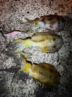 アオリイカの釣果