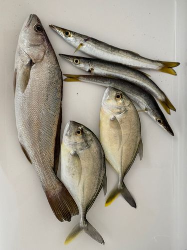 ドチザメの釣果