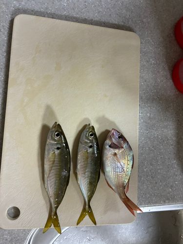 アジの釣果