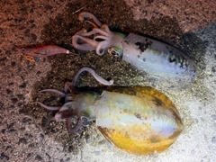 アオリイカの釣果