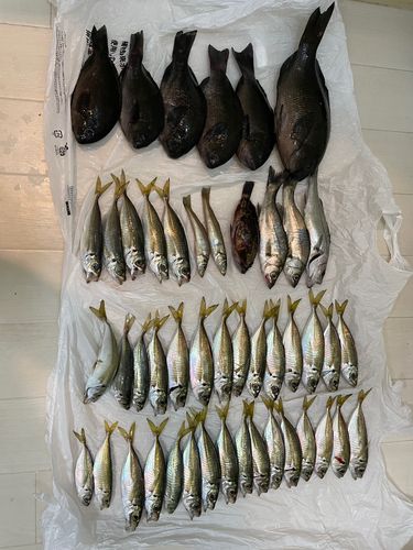 アジの釣果
