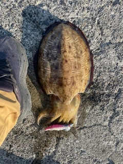 モンゴウイカの釣果