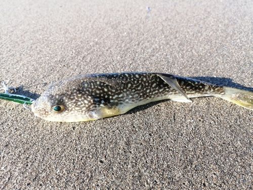 クサフグの釣果