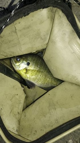 ブルーギルの釣果