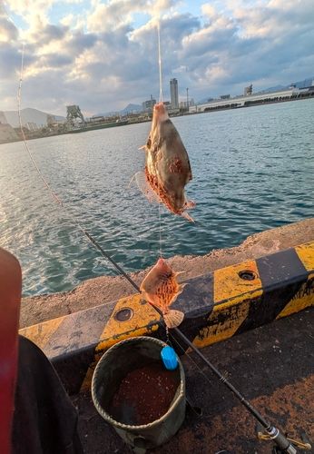 カワハギの釣果