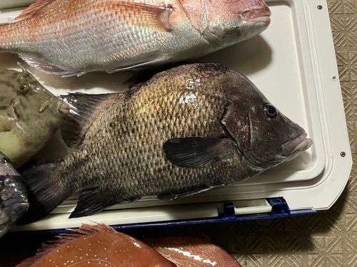 マダイの釣果