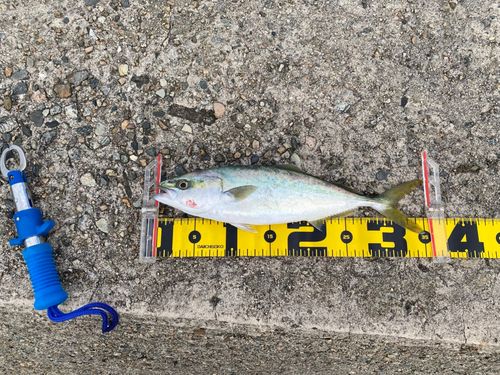 コゾクラの釣果