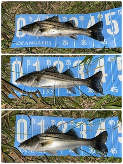 シーバスの釣果