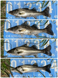 シーバスの釣果