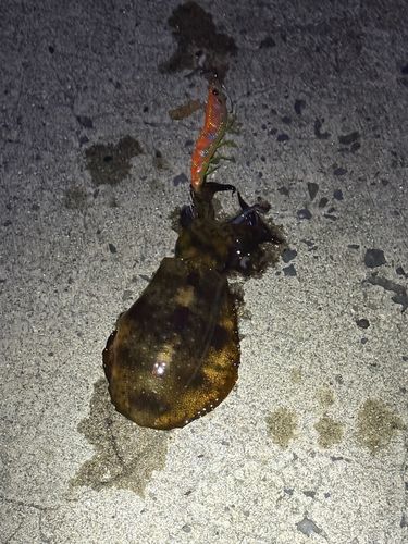 アオリイカの釣果