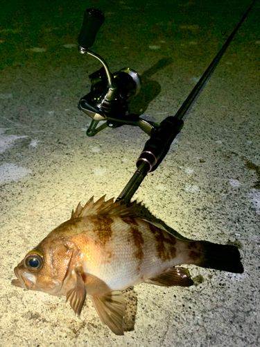 シロメバルの釣果