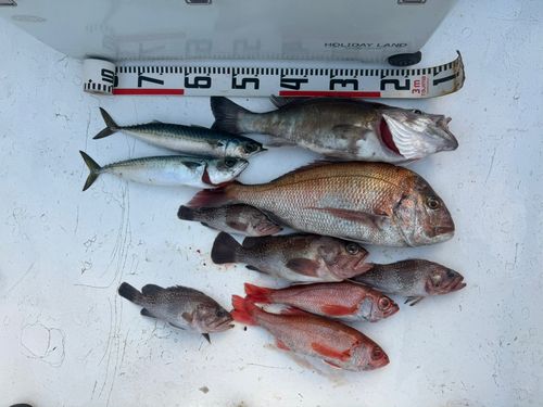 アカムツの釣果