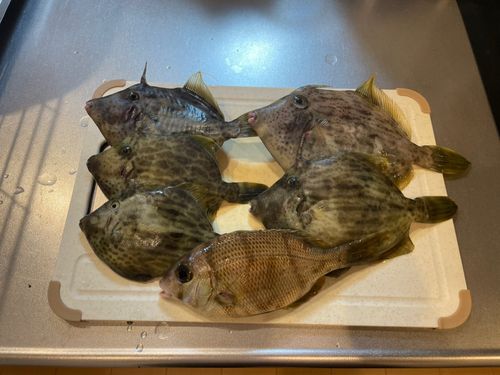 カワハギの釣果