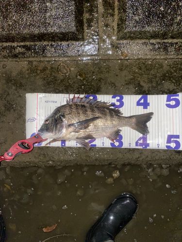 クロダイの釣果