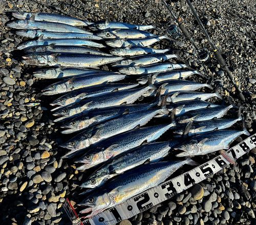 サゴシの釣果