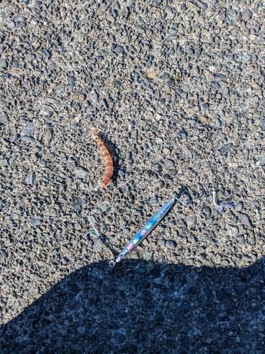 ホシノエソの釣果