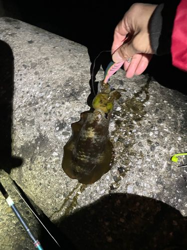 アオリイカの釣果