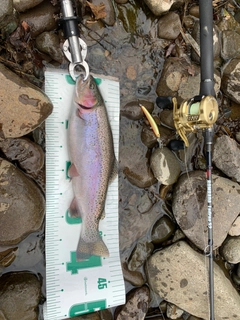 ニジマスの釣果