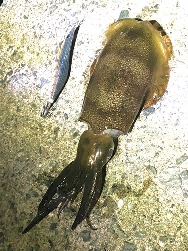 アオリイカの釣果