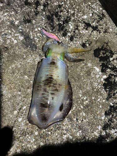 アオリイカの釣果