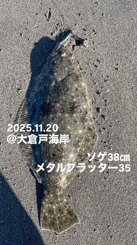 ソゲの釣果