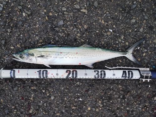 サゴシの釣果