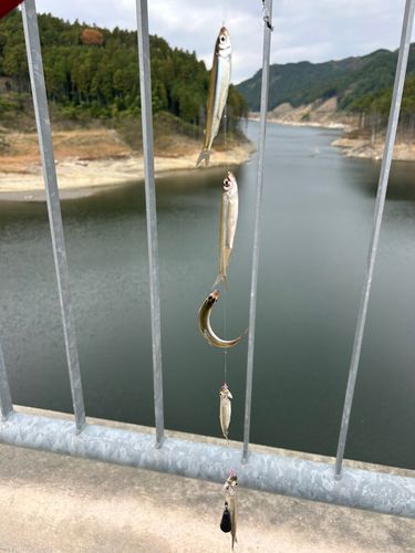 ワカサギの釣果