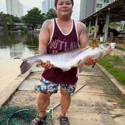 メコンオオナマズ