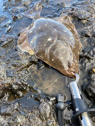 カレイの釣果