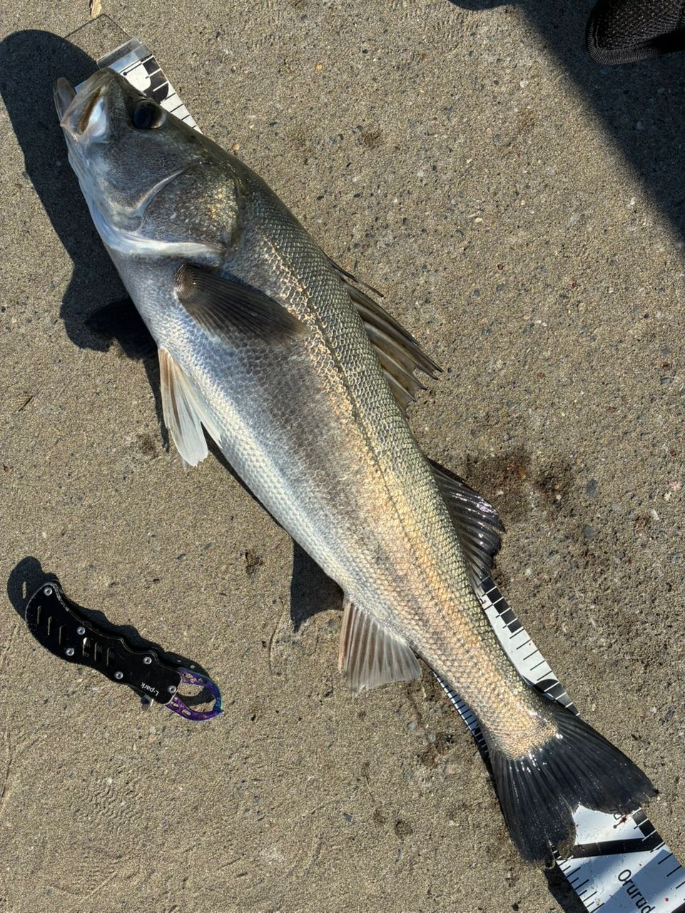 セイゴ（マルスズキ）