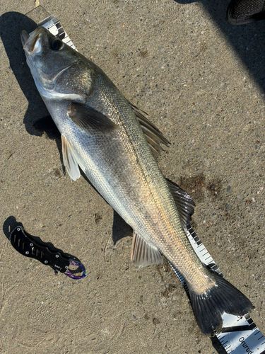 セイゴ（マルスズキ）の釣果