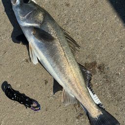 セイゴ（マルスズキ）