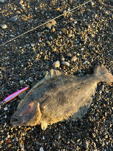 ヒラメの釣果