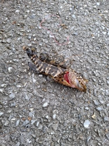 イシミーバイの釣果