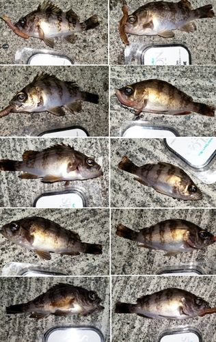 シロメバルの釣果