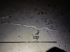 ダイナンウミヘビの釣果