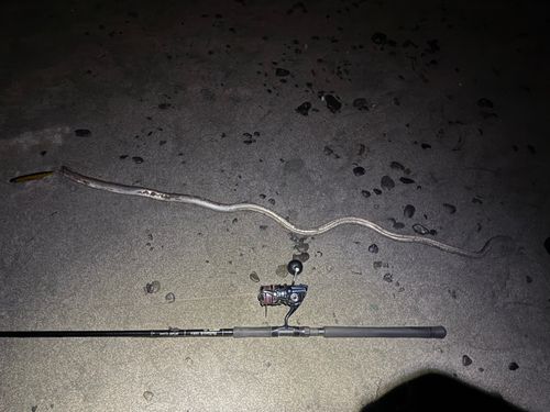 ダイナンウミヘビの釣果