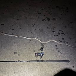 ダイナンウミヘビ