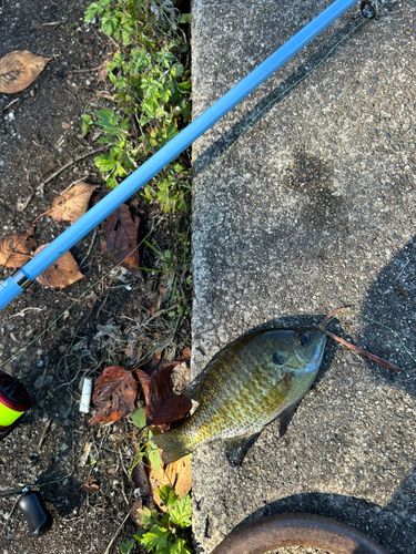 ブルーギルの釣果