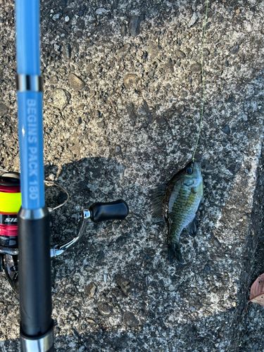 ブルーギルの釣果