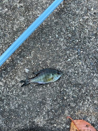 ブルーギルの釣果