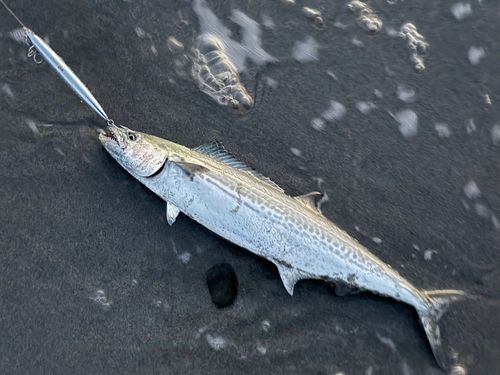 サゴシの釣果