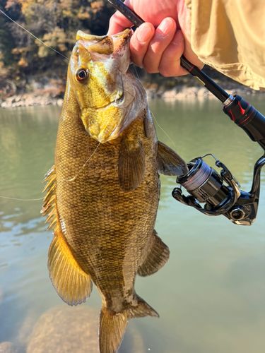 スモールマウスバスの釣果