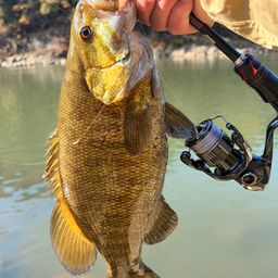 スモールマウスバス